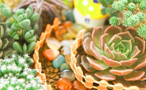 實用的多肉觀察日記三篇