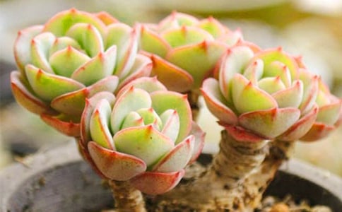 多肉觀察敘事日記最新范文