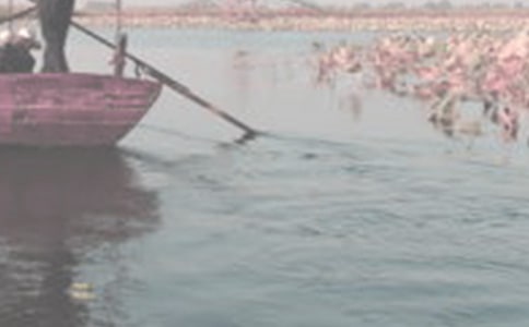 �ƺ����۵ĳ�������