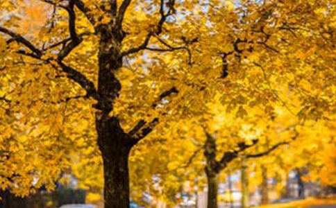 2022���L(f��ng)����(y��u)������ժ�46�l