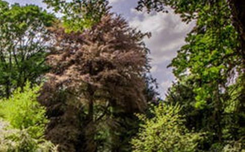 優(yōu)秀作文關(guān)于風景的話題700字