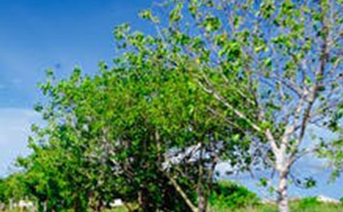 �茑�L(f��ng)�����ٵ�Ԋ������Щ