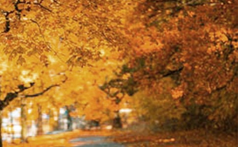 �������ゃ���������L���W(w��ng)�j(lu��)ɢ��