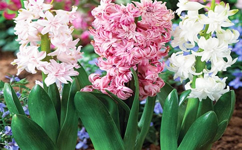 �L(f��ng)��������300�֣����x50ƪ��