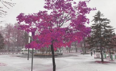 ���L(f��ng)ѩ���꼉(j��)����