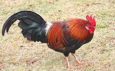 ���s�c���uԢ�Թ���