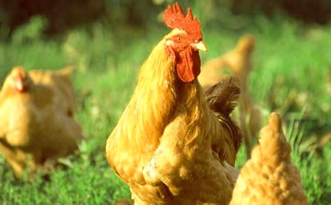 ���u֮��Ԣ�Թ���