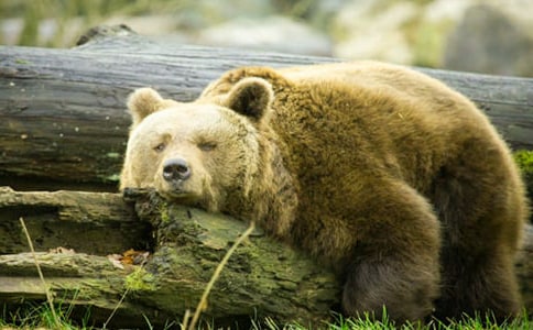 �ʹ�������500��