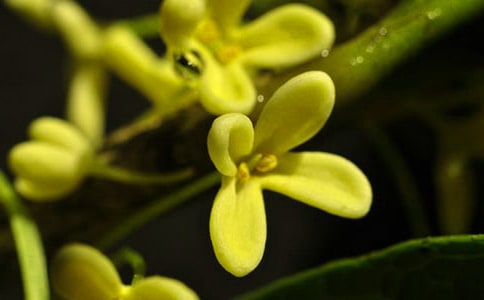 【精華】描寫桂花的作文合集五篇