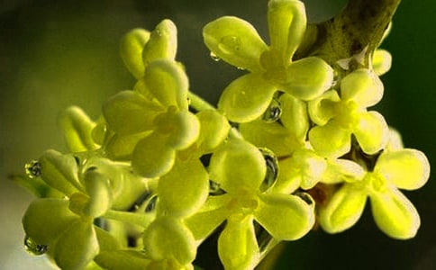 又到桂花飄香時(shí)作文(9篇)