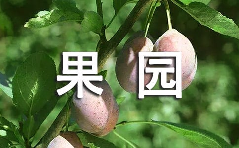 參觀果園教案