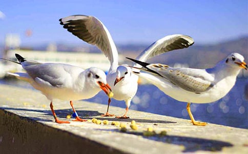 三年級看圖寫作文海鷗(精選20篇)