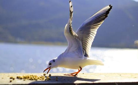 ���t�̼{ɭ�x��з��ģ�ͨ��17ƪ��