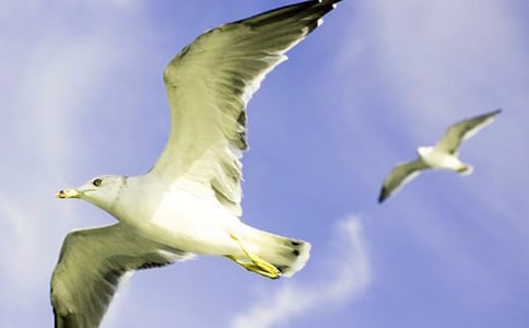 飛回來的海鷗三年級(jí)作文