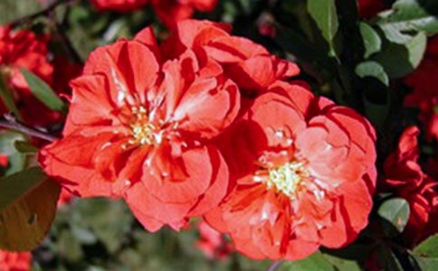 ��T�¡��׺���ԭ�ķ��g���p��2ƪ