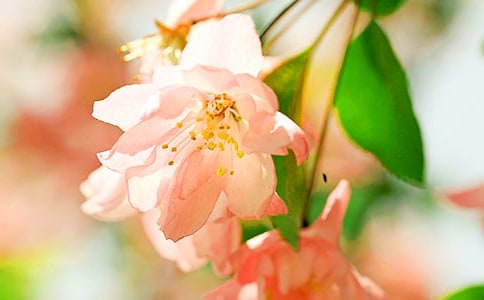 ��������Ʒ�������V���B(ni��o)���V���������ļt��ԭ���p�x