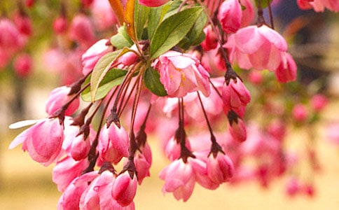 余光中《海棠紋身》原文品讀