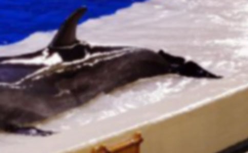 我學(xué)會了捏海豚小學(xué)500字作文