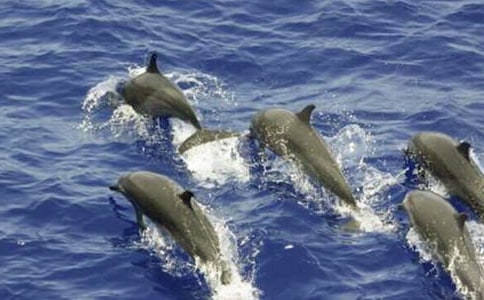 ��׃����һֻ�������ģ�ͨ��6ƪ��