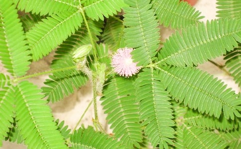 �P�ں��߲ݵ��^����ӛ5ƪ