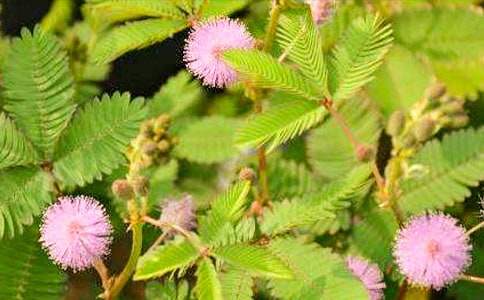 觀察含羞草日記(精選53篇)
