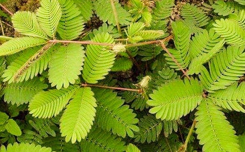 有關(guān)含羞草二年級(jí)作文合集八篇