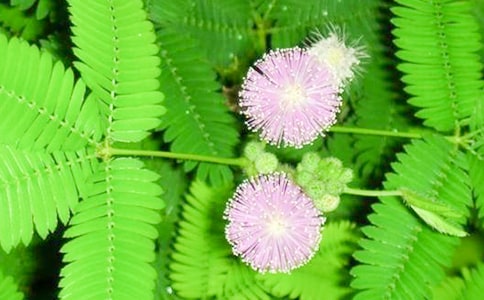 小學含羞草觀察日記