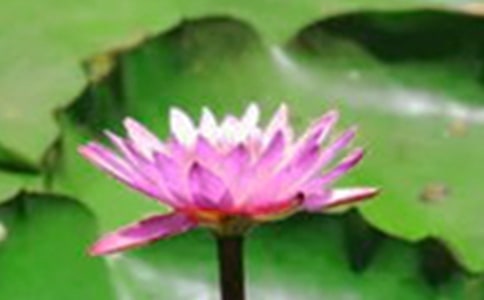 �茑�ɻ���ɢ����ô��