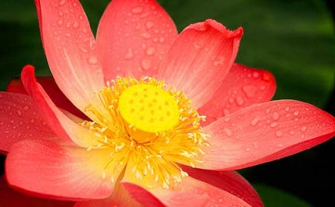 �茑����ɻ��ă�(y��u)�����Ӵ�ȫ