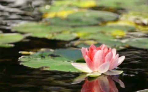 熱愛和平的的精彩句子