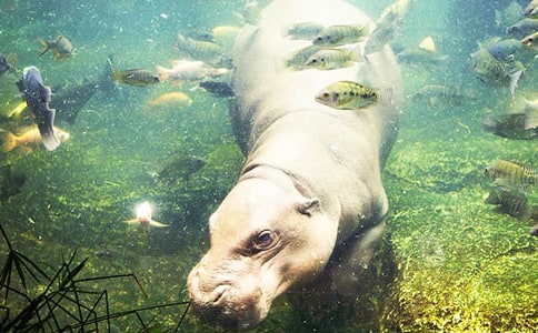 會(huì)飛的河馬看圖寫作文