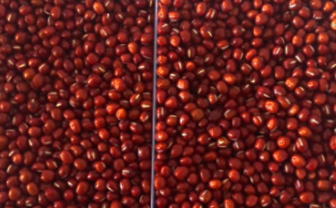 紅豆發(fā)芽觀察日記8篇