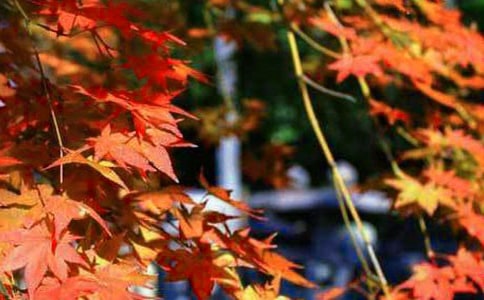 ���꼉(j��)�ļt�~����