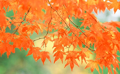 看遠(yuǎn)山紅葉觀后感作文