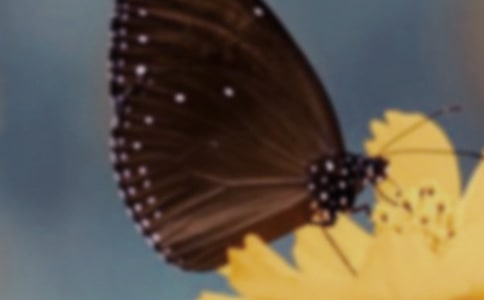 白蝴蝶之戀讀后感三篇