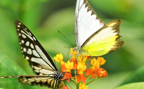 �茑�����ľ���140��