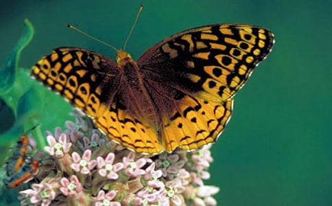 �����������δ�݌m��ԭ�ļ��p��