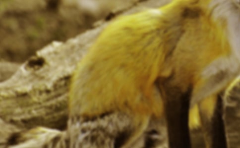 ��؂�͸��Ԣ�Թ���