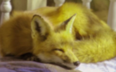 ����Z���Α��ӽ̰�����؂��Ҋ���f����ͨ��6ƪ��