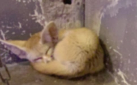 С��؂ץ�uԢ�Թ���