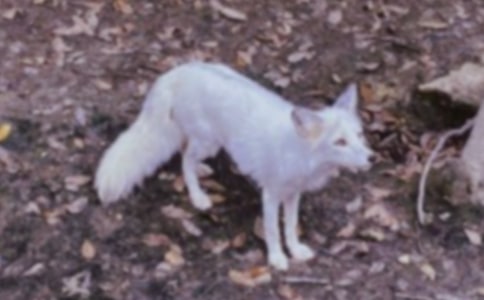 ��؂�͞��f�u�n��9ƪ