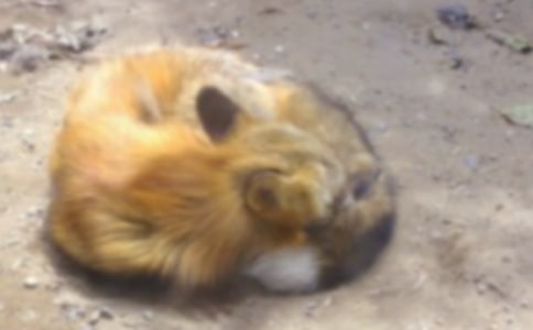 光說不做的狐貍語言教案