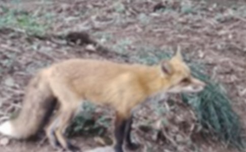 課文《狐貍和烏鴉》教案范文