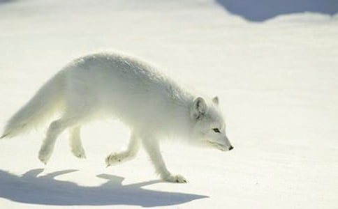 《狐貍和烏鴉》的課文內容