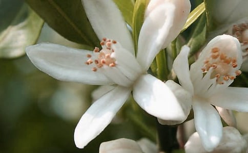 描寫花朵的唯美詩句