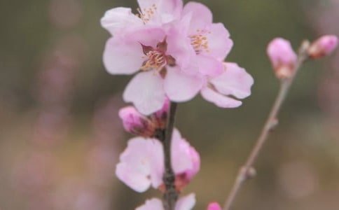 別讓花朵枯萎六年級(jí)作文