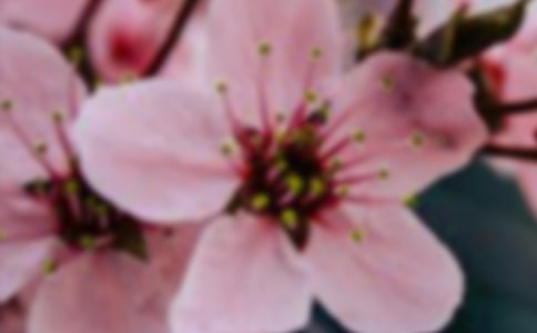 描寫美麗的花朵段落