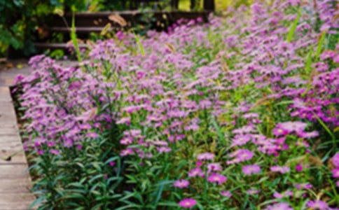 我家的花園高一作文