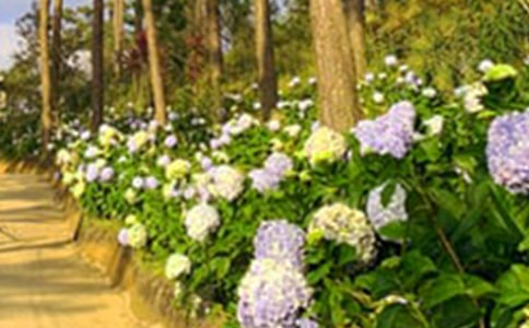 花園的四季真美呀小學(xué)作文