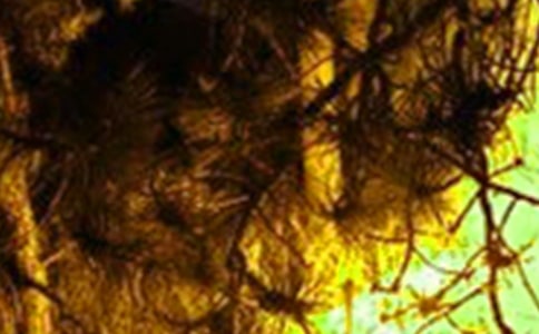 預(yù)防火災(zāi)倡議書(精選17篇)